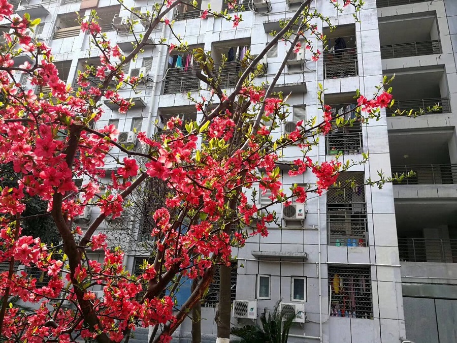 綿陽南山中學是一所公辦的高中吧？