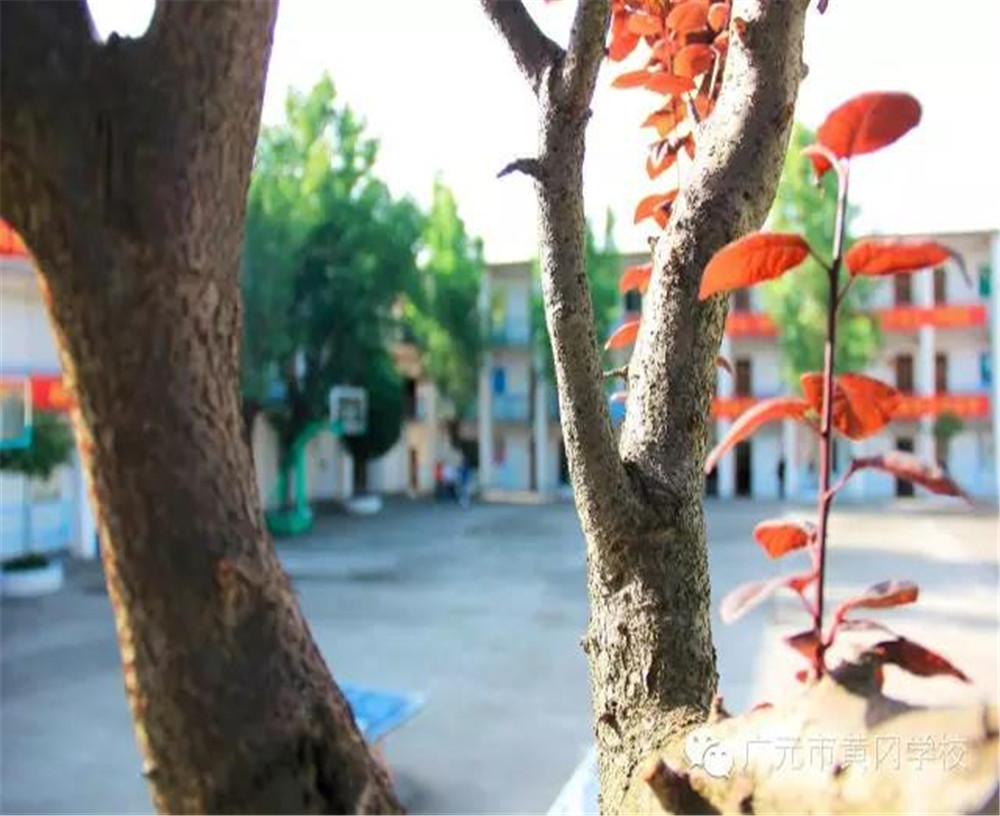 廣元市黃岡學(xué)校2020年學(xué)費(fèi)的收費(fèi)標(biāo)準(zhǔn)是多少？