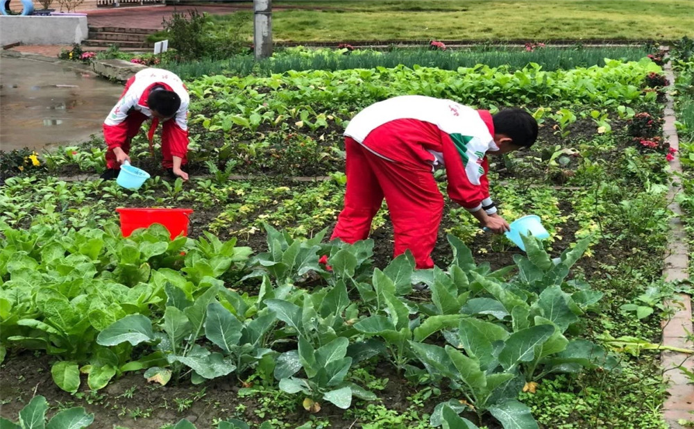 成都樹德中學光華校區(qū)升學率是多少？