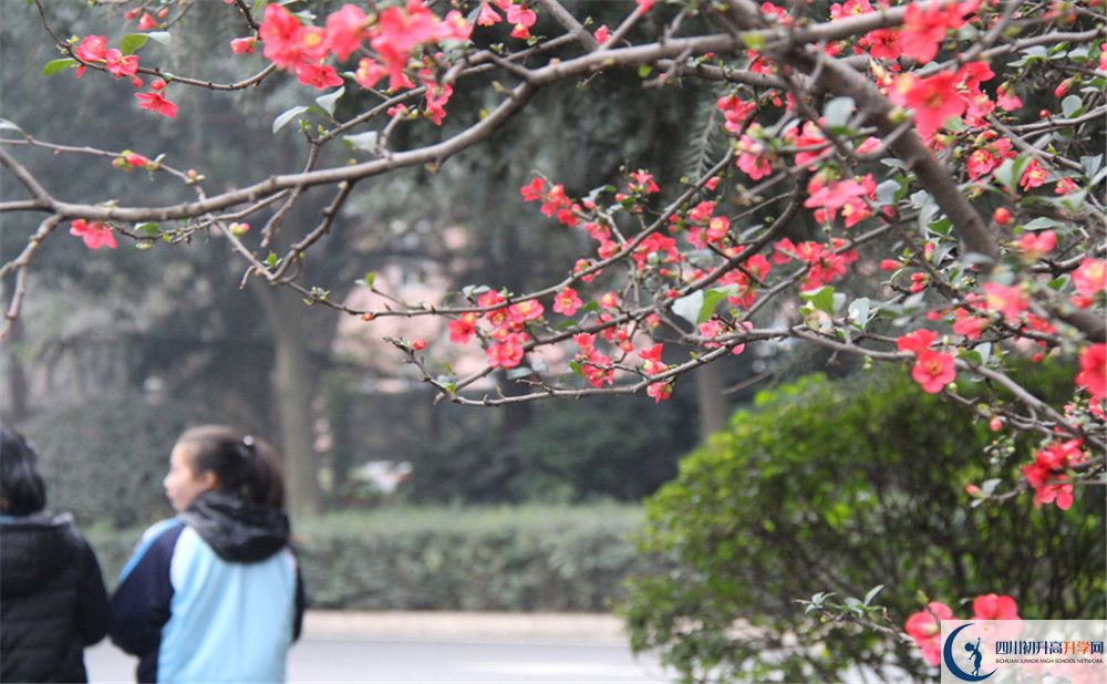成都36中的地址在哪里？